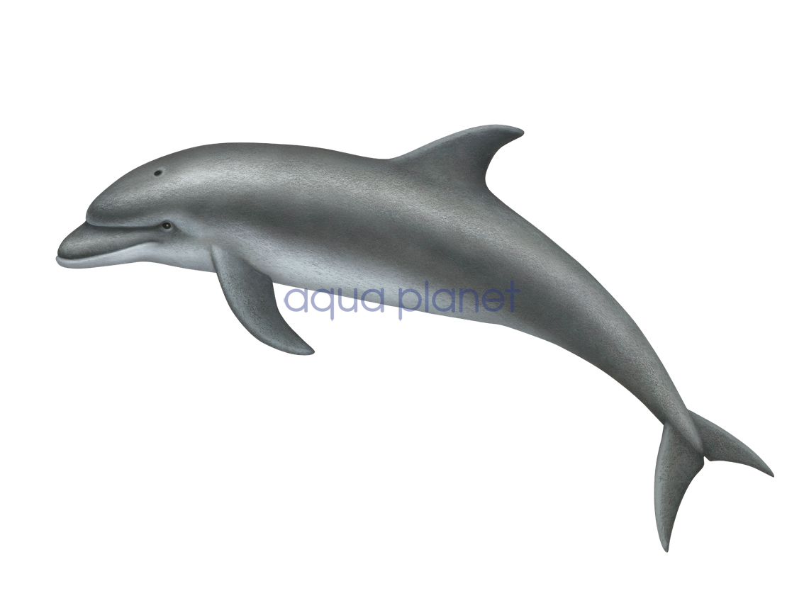 ū (Common bottlenose dolphin)